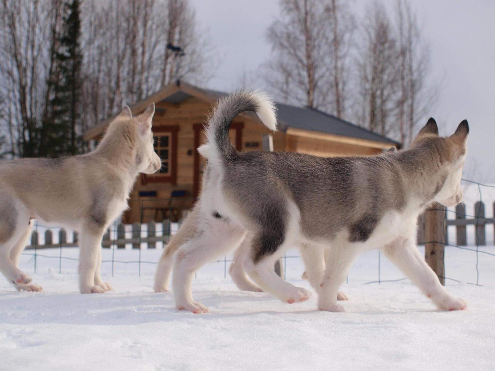 Cabin On Husky Farm Strömsund エクステリア 写真
